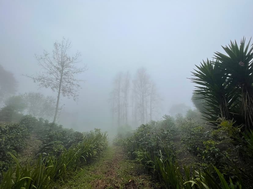 Allan Cobos / Marcala, La Paz, Honduras / 1500-1600 MASL