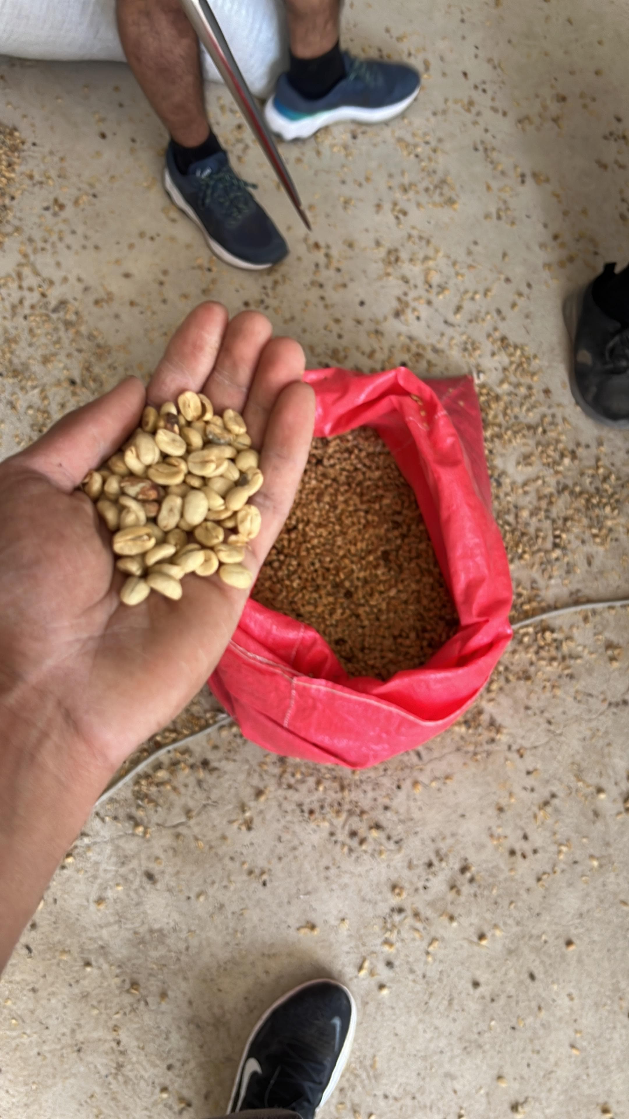 Coffee seedlings in the nursery