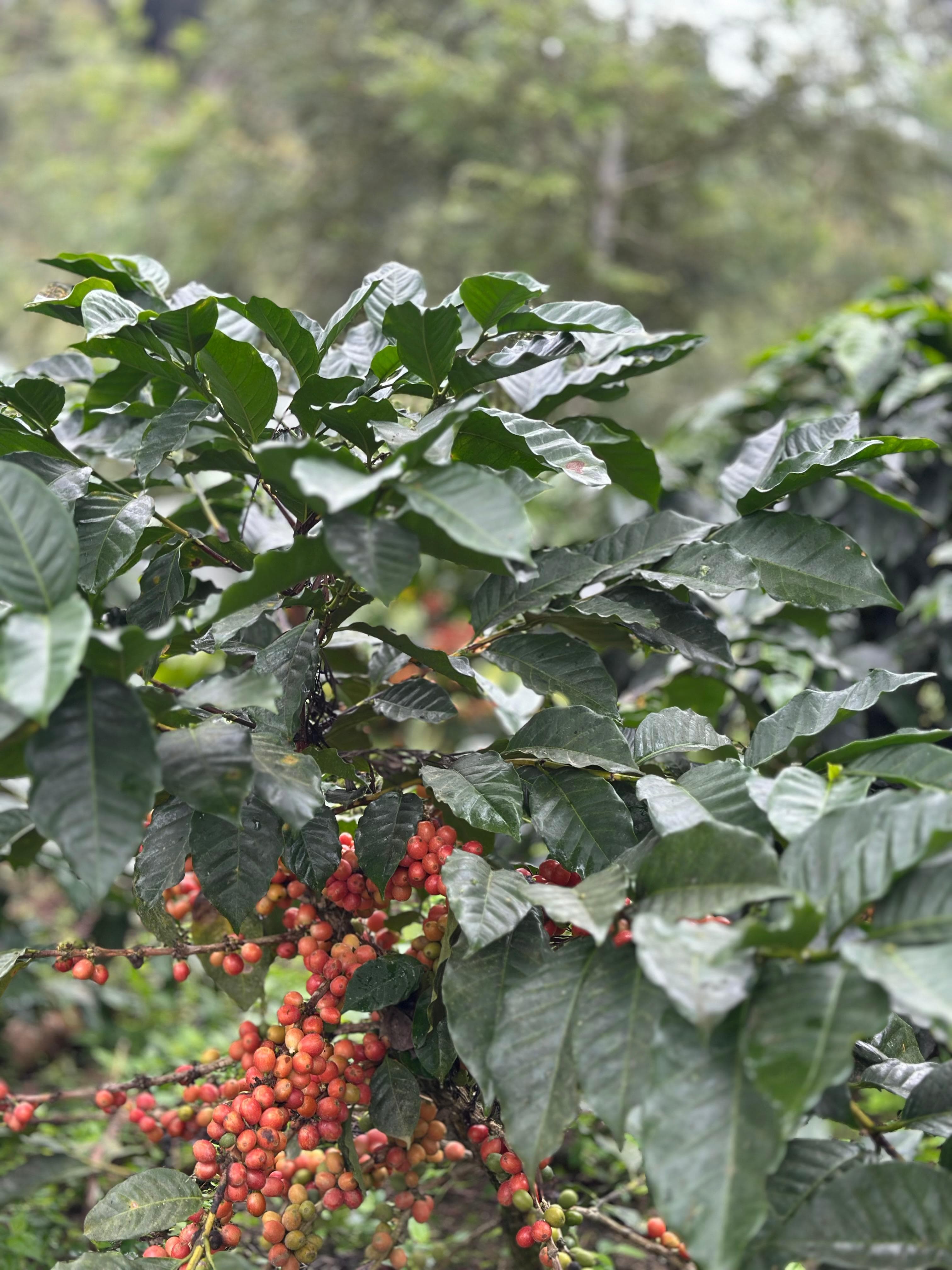 Coffee processing at the farm