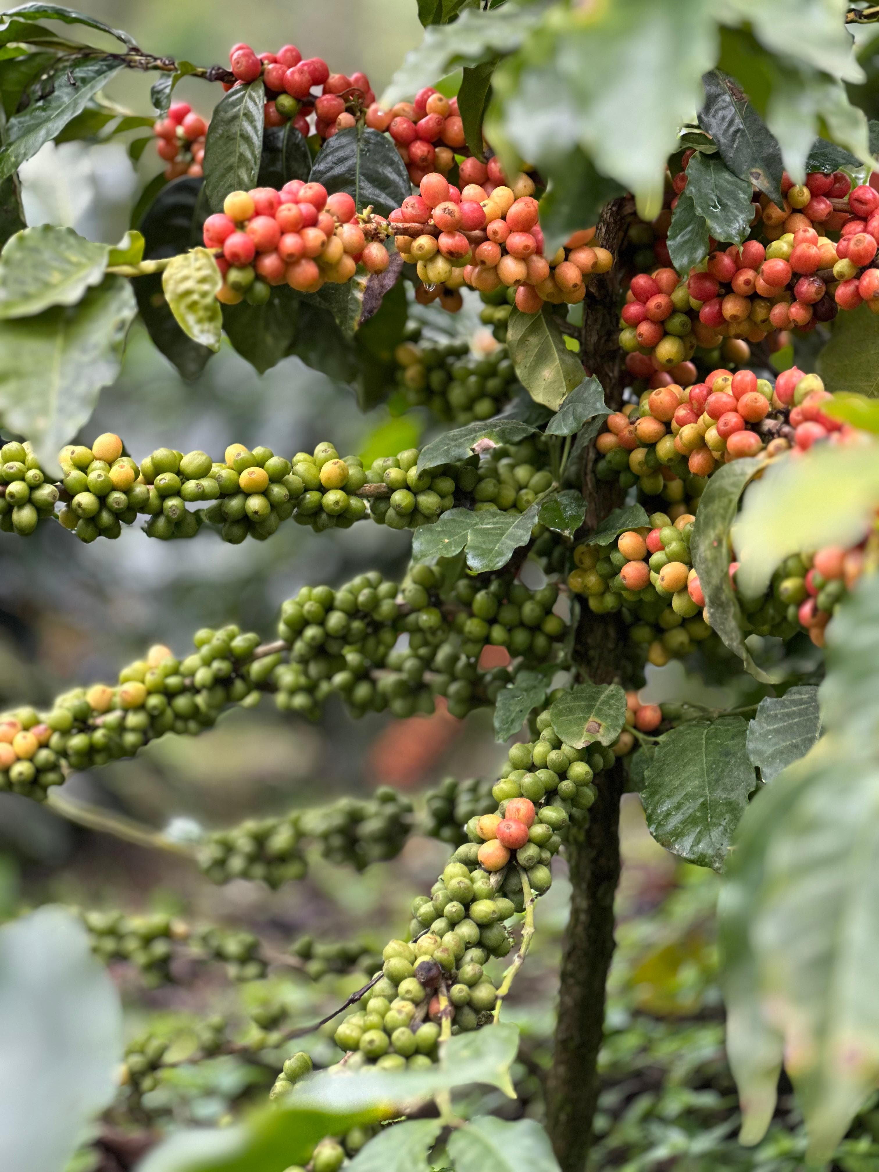 Coffee cherries on the tree