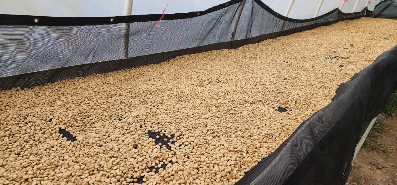 Honduran coffee farm hillside view
