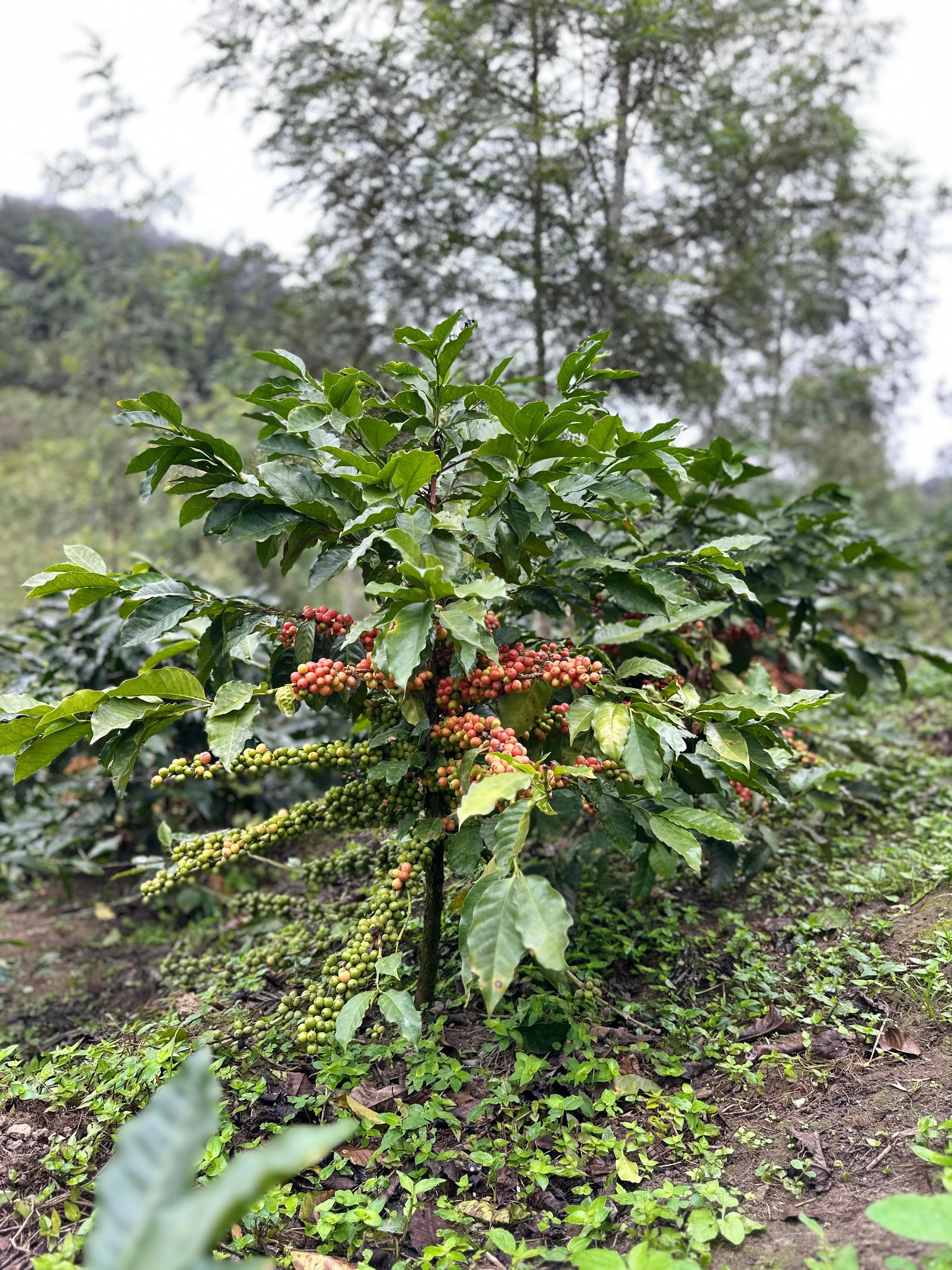 Ripening red and orange coffee cherries on the branch