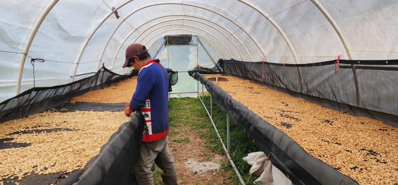 Green coffee beans lined up after processing
