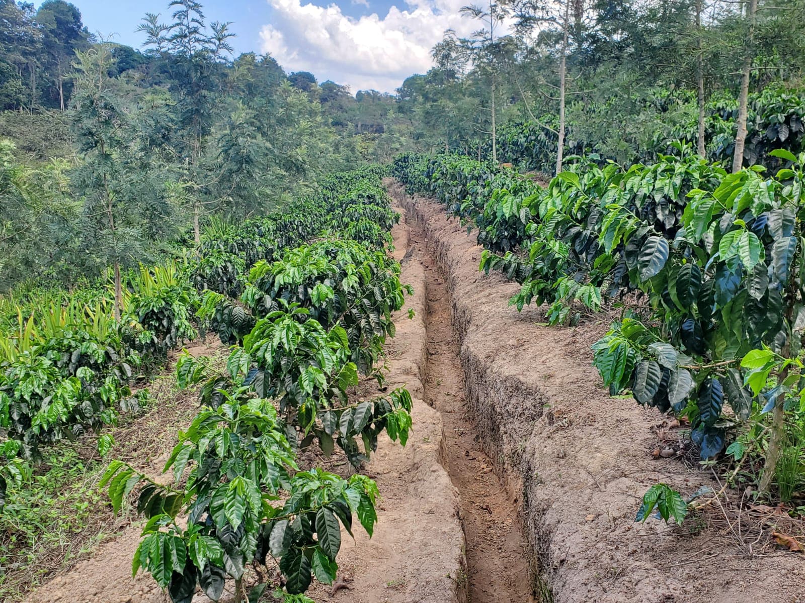 Family planting coffee seedlings