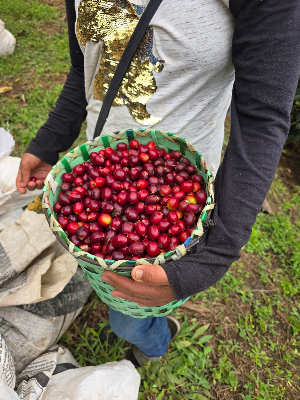 Ripe red coffee cherries