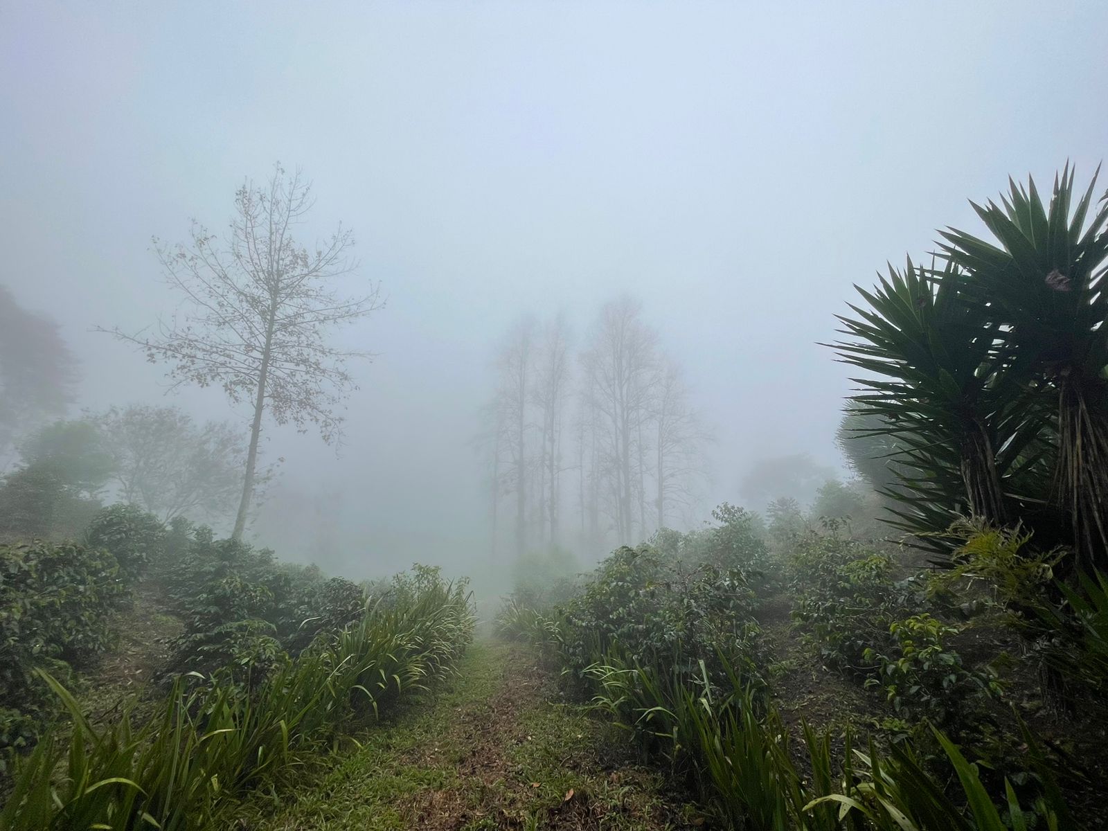 Misty coffee highlands