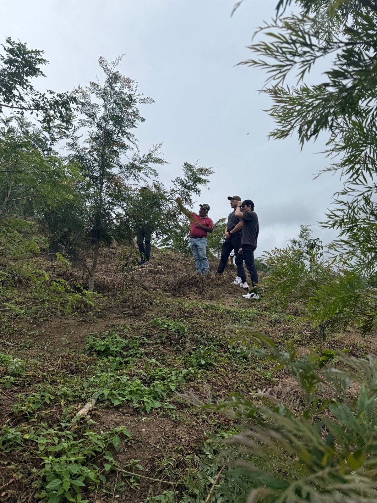 Walking through the coffee plantation