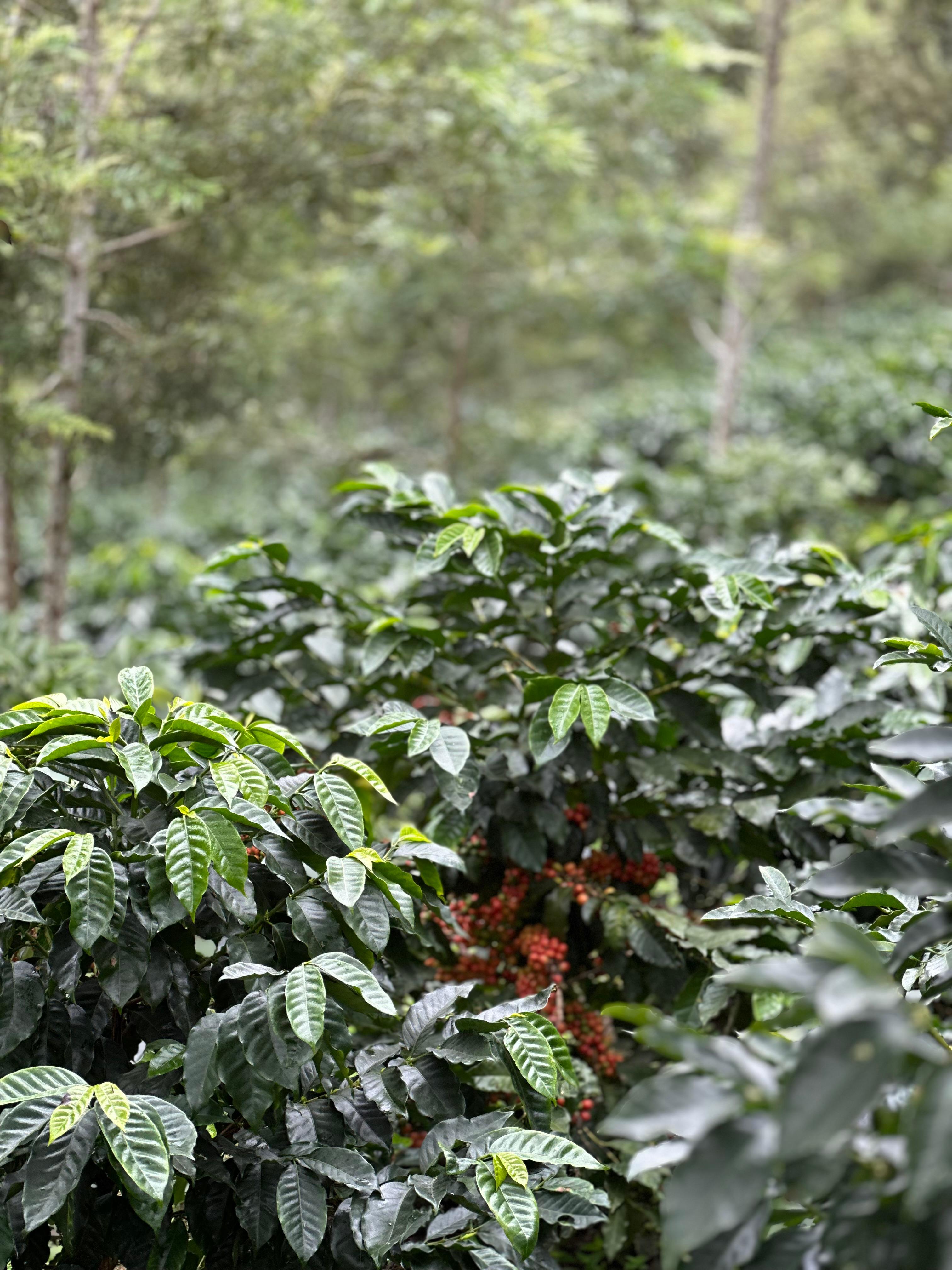 Finca Azul Esmeralda coffee plantation