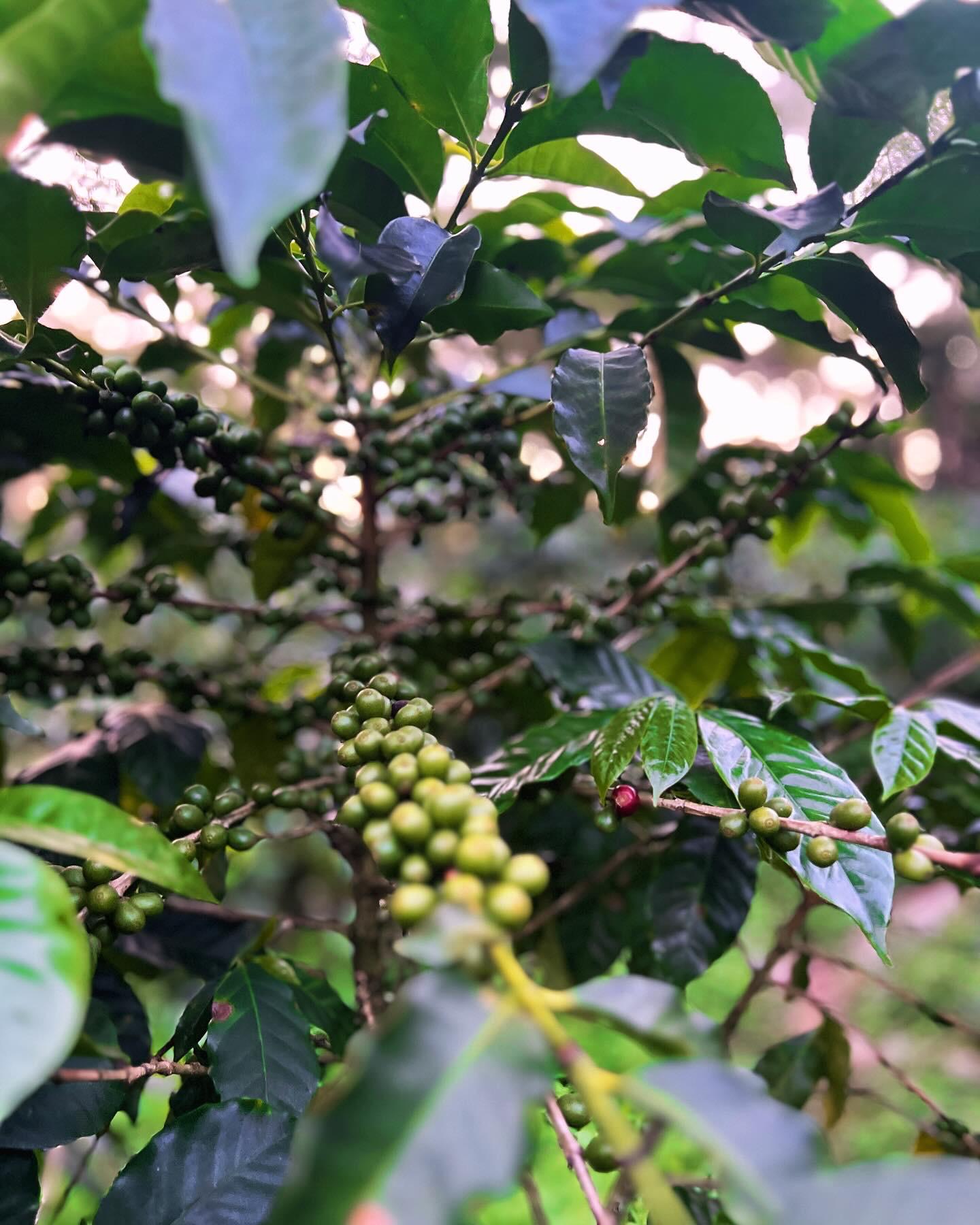 Green coffee cherries ripening on the branch